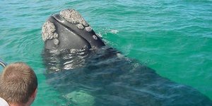 Spyhop is something we all want to see